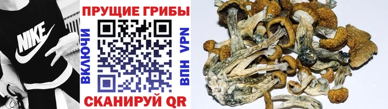 Псилоцибиновые грибы Psilocybine cubensis  Тосно 